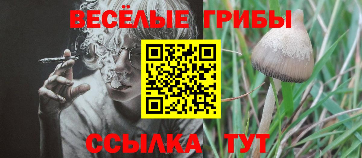 Псилоцибиновые грибы Psilocybe Нижневартовск